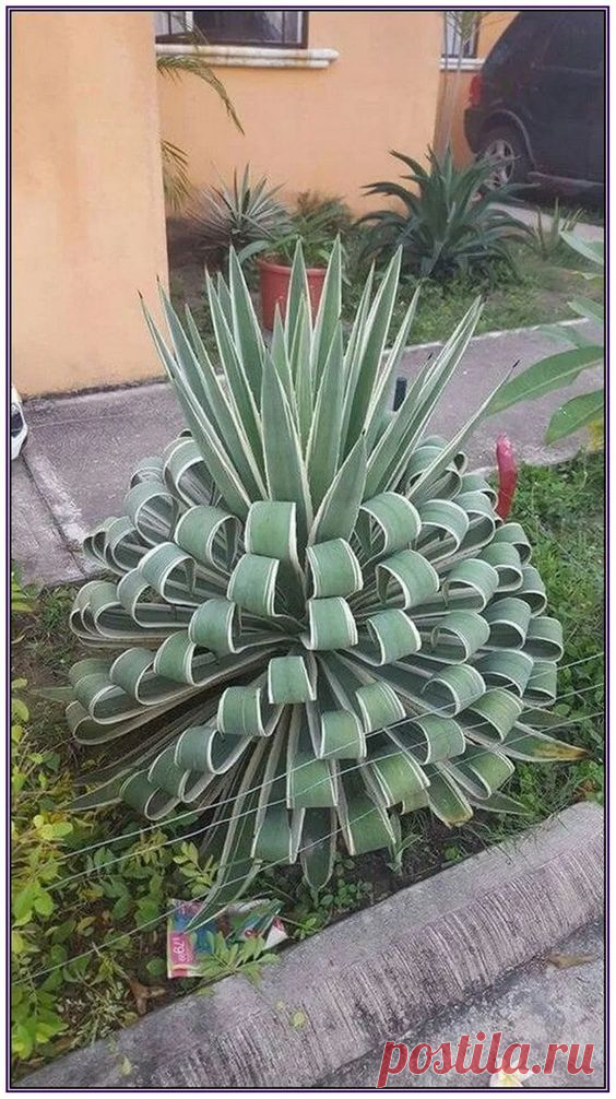 Плетение косичек в саду: идеи — DIYIdeas