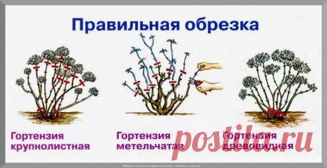 Как правильно ухаживать за гортензиями весной: самое главное в весеннем уходе за гортензиями