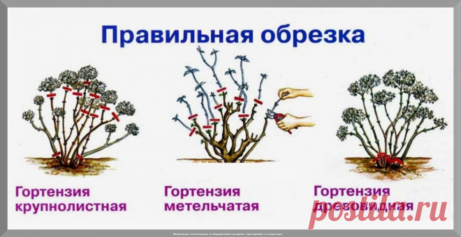 Как правильно ухаживать за гортензиями весной: самое главное в весеннем уходе за гортензиями