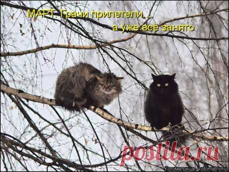 Позитив зверский. Котоматрицы для хорошего настроения