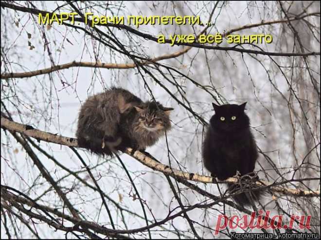 Позитив зверский. Котоматрицы для хорошего настроения