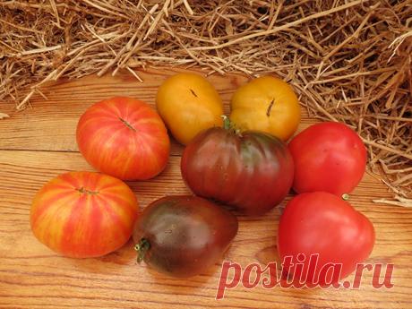 Томаты-гномы: aadvark — ЖЖ