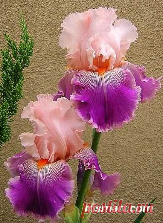 Bearded Iris Savannah Fair