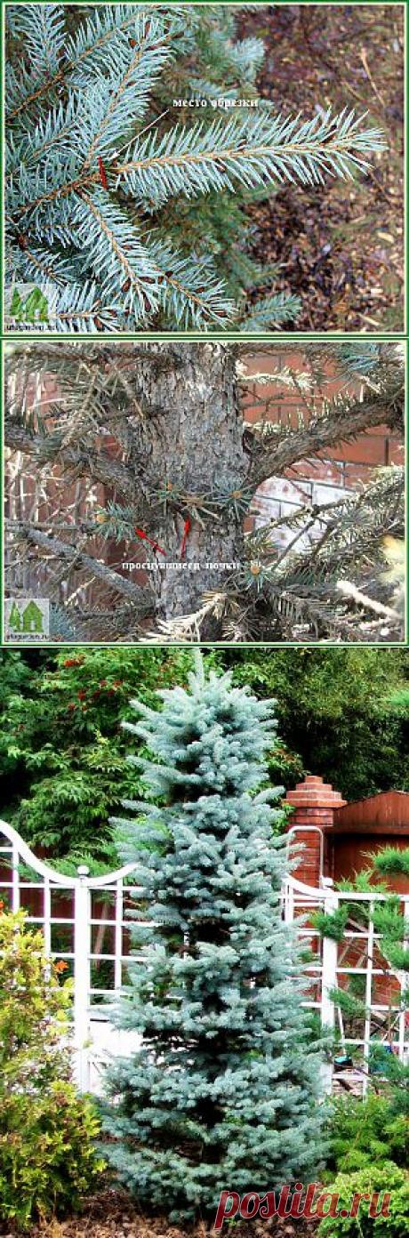 Обрезка ели | Дачная жизнь - сад, огород, дача