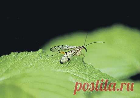 Знай вредителя в лицо!