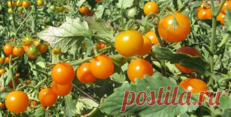 Китайский способ выращивания рассады томатов высокорослых сортов Китайский способ выращивания рассады томатов увеличит урожайность и защитит растения от фитофторы. Метод пригоден для культивирования высокорослых сортов помидор.