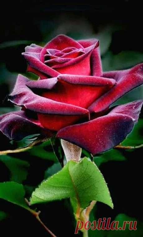 ༺✿Marlene Valdez✿༻ сохранил(а) этот Пин на доску «╰»❥ Rosas ღ».  ✿⊱❥ Rose  |  Pinterest