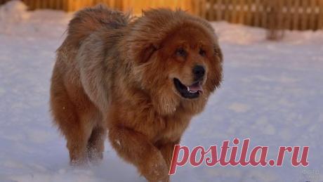 Дог (31 фото)