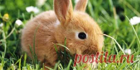 Как выбрать и содержать кролика? : Хобби : Стиль жизни : Subscribe.Ru