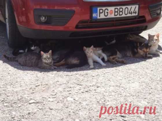 Когда на улице жара / Писец - приколы интернета