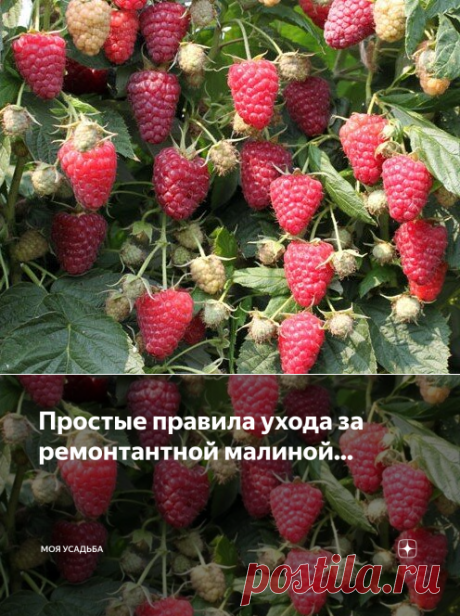 Простые правила ухода за ремонтантной малиной... | Моя усадьба | Яндекс Дзен