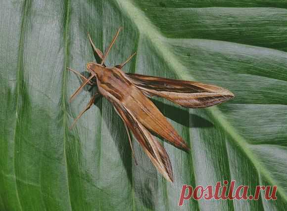 Xylophanes pyrrhus [ксилофанэс пиррус]. Ареал: Ю. Америка.