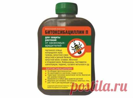 Спасаем капусту от вредителей - Садоводка