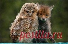 "Когда вдруг осознал, что ты не единственный кот во Вселенной" / Surfingbird - проводи время с пользой для себя!