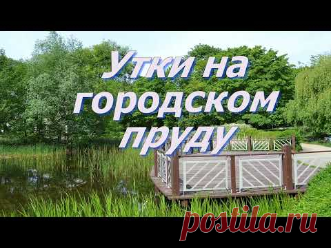 Футажное видео для создания своих видео. Бесплатно