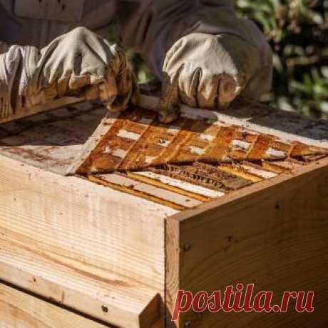 ПРОТИВОРОЕВОЙ МЕТОД ДЕМАРИ

Как удержать пчелиные семьи от роения и нарастить их силу? Этот вопрос не раз вставал в моей практике. Из всех известных мне методов подавления роевого состояния самым эффективным оказался метод американского пчеловода Демари, который применяю уже три сезона и не могу им нарадоваться. У меня ульи многокорпусные, корпуса квадратные на 12 рамок 435x230 мм, матки «карпатки» далеко не чистопородные. Располагается пасека на дачном участке вблизи хвой...