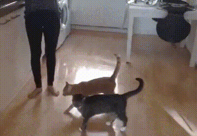 Интересно - 50 GIF-доказательств, что коты — чертовски весёлые ребята