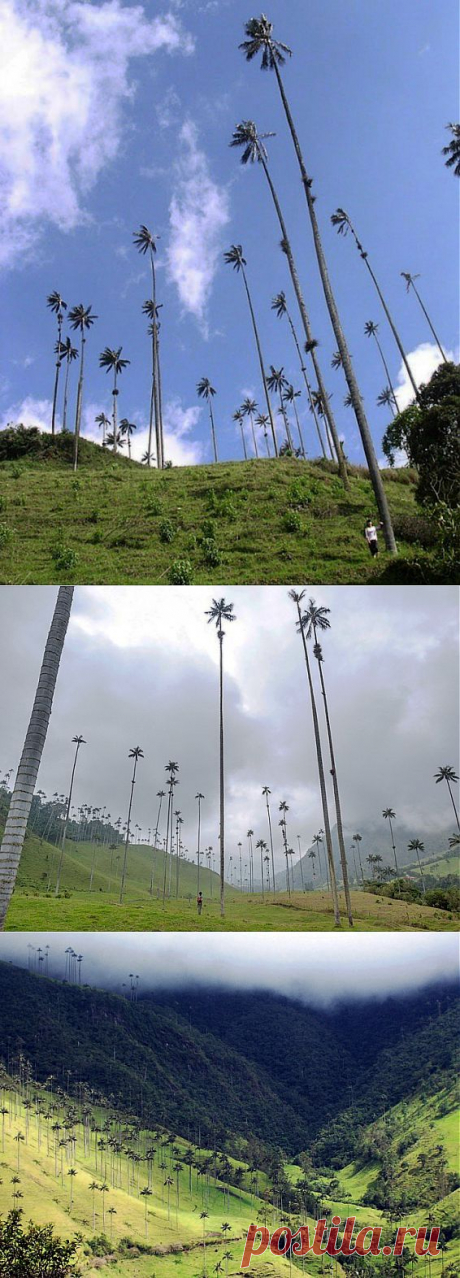 Долина Кокора | НАУКА И ЖИЗНЬ