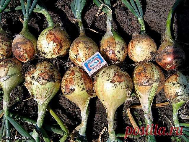 КАК Я УХАЖИВАЮ ЗА ЛУКОМ