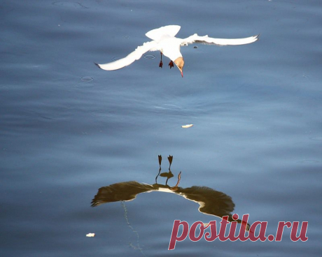 Яндекс.Фотки