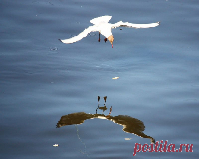 Яндекс.Фотки