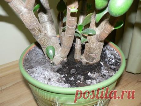 Как избавиться от белой плесени в цветочных горшках
Наверно каждый начинающий цветовод когда-то сталкивался с появлением белой (серой) пленки в цветочных горшках. Это солевой налет или обычная плесень, которая появляется по многим причинам. От этой проблемы нужно уметь избавляться, так как молодая рассада может сильно пострадать от нее или даже погибнуть. В этой публикации мы рассмотрим основные причины появления плесени в горшках, выясним, как можно от нее избавиться, а также расскажем, что ну