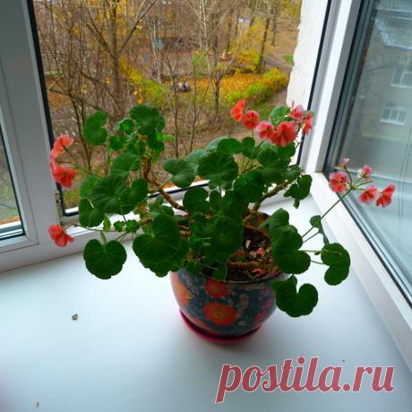 Герань комнатная - описание, размножение, уход, посадка, фото, применение в саду, сорта и виды