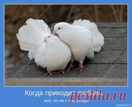 ухаживание