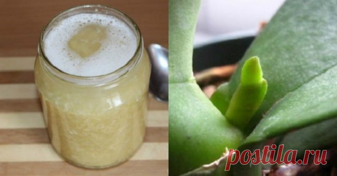 «Моя орхидея цветет как сумасшедшая»-вот как приготовить чесночную вкусняшку для обильного цветения орхидей
Уже через пару недель вы увидите стрелки Вот как приготовить чесночную вкусняшку...
Читай дальше на сайте. Жми подробнее ➡