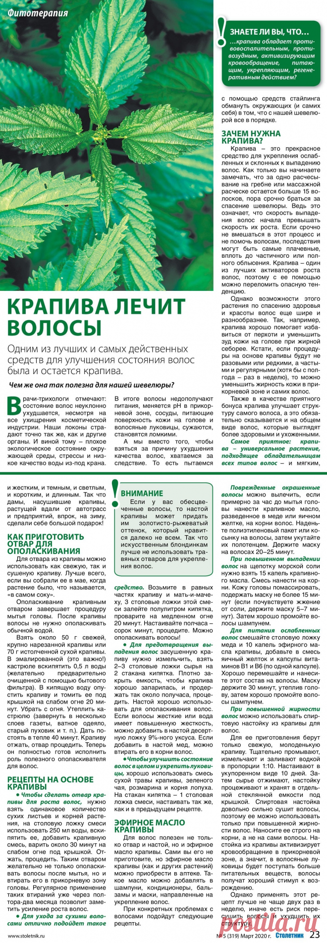 Крапива лечит волосы