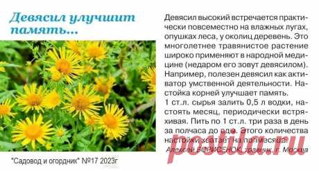Девясил улучшит память