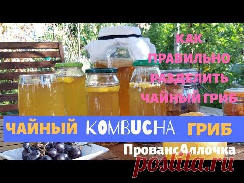 ЧАЙНЫЙ ГРИБ С НУЛЯ