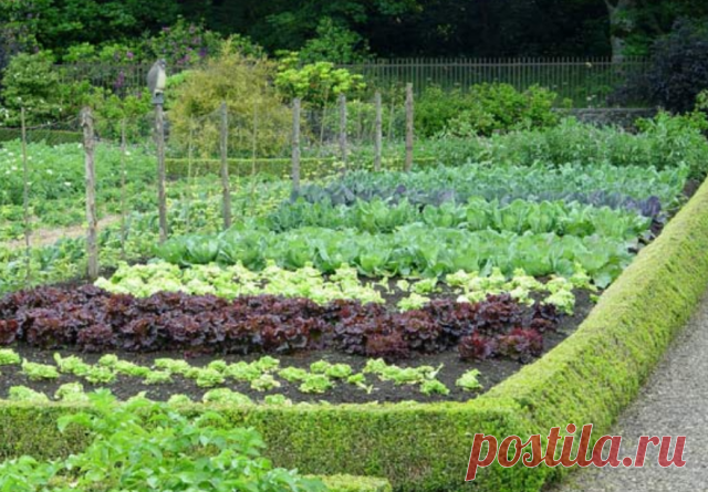 Potpuno prirodna sredstva za prskanje povrća, voća i raznog cvijeća