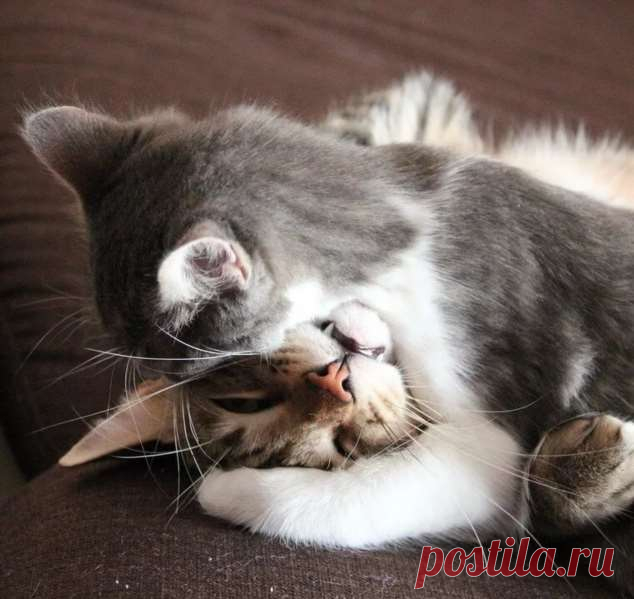 Прикольные фотографии котиков. Кити кити юмор. Подборка №milayaya-cat-15571229072020 . Милая Я