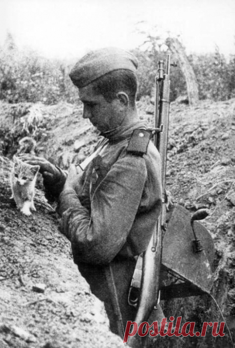 О котах Ленинграда / Назад в СССР / Back in USSR