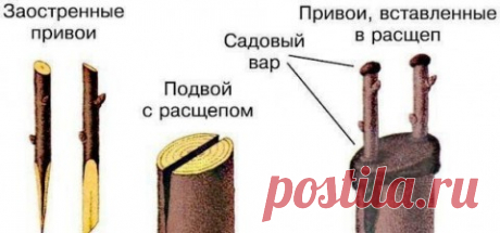 Как сделать прививку на яблоне весной?