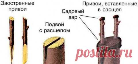 Как сделать прививку на яблоне весной?