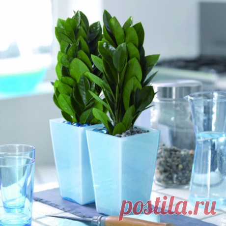 Замиокулькас — эффектный африканец. Выращивание и уход