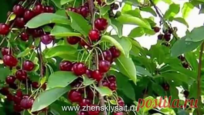 Почему НЕ ЦВЕТЕТ черешня?