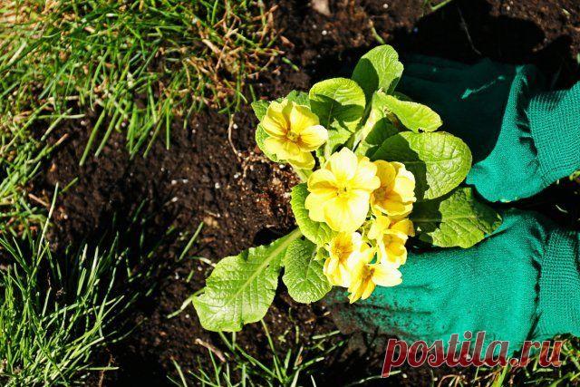 Что делать в цветнике в мае − полный перечень работ | Прочие многолетники (Огород.ru)