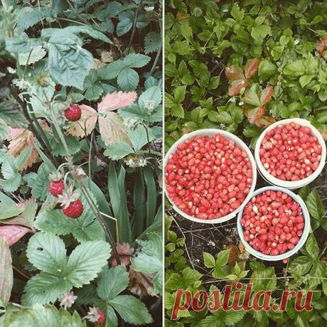 Земляничная поляна в Тверской области. Спешите насладиться нежным ароматом и бесподобным вкусом ягоды-земляники в глухих русских лесах😉#земляника #торжок #valentina_kirs