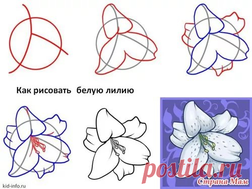 красивые картинки с цветами для срисовки пошагово: 14 тыс изображений найдено в Яндекс.Картинках