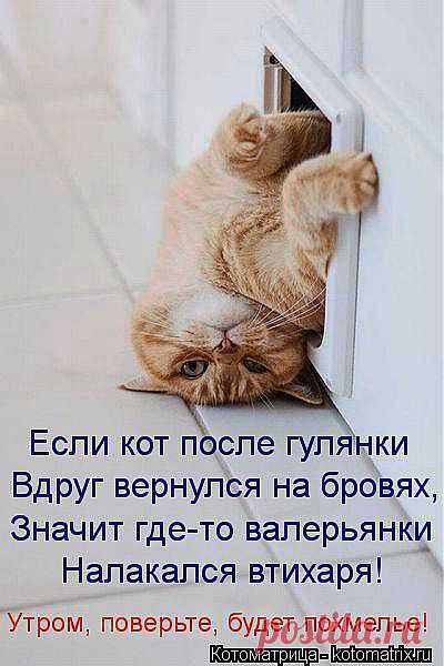 kotomatritsa_2a.jpg (Изображение JPEG, 400 × 600 пикселов)