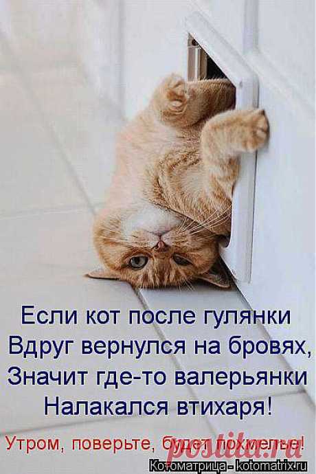 kotomatritsa_2a.jpg (Изображение JPEG, 400 × 600 пикселов)