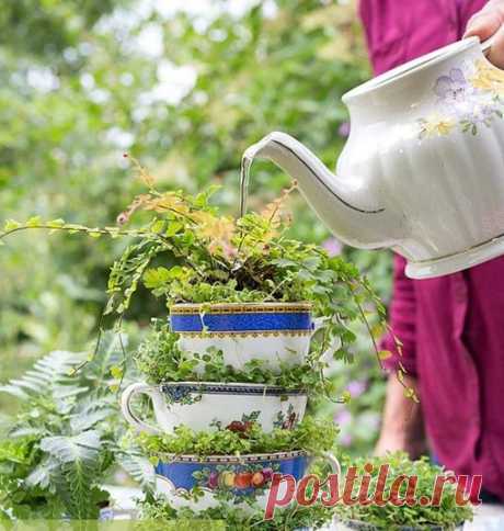 БЕЗУМНОЕ ЧАЕПИТИЕ или ЗЕЛЕНЬ В ЧАШКАХ
Садоводство как перфоманс и образ мысли — это садовые шалости для утончённых.
Сразу приходит на ум посадить кресс-салат и прочую быструю зелень.