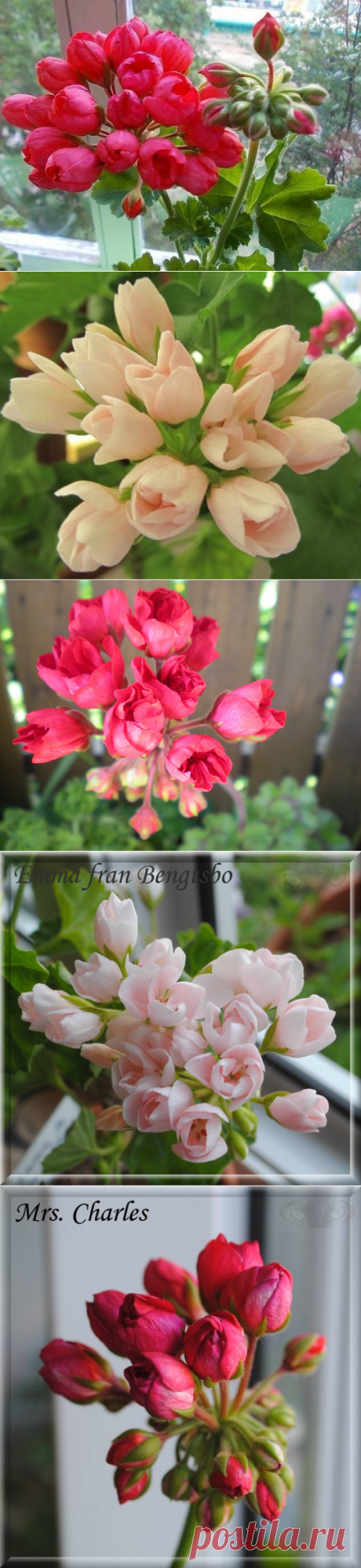 Необыкновенной красоты... Герань тюльпановидная!....