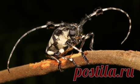 Longhorn Beetle (Aristobia voeti, Lamiinae, Cerambycidae) Pu'er, Yunnan, China  see comments for additional image (another individual)...