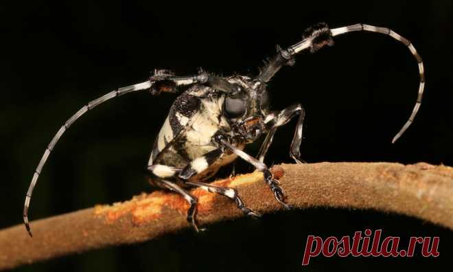 Longhorn Beetle (Aristobia voeti, Lamiinae, Cerambycidae) Pu'er, Yunnan, China  see comments for additional image (another individual)...