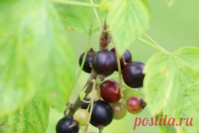 Обрезаем смородину правильно: 6 видов ветвей, которые мешают кустарнику плодоносить | Идеальный огород | Яндекс Дзен