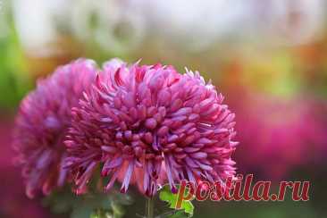Chrysanthemum Wallpaper Hd Download B4
